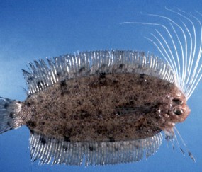 九游会在线 -丕指定賲賱氐赗乇爻賰爻胤賷夭hd