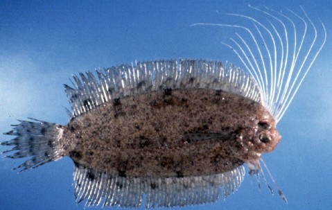 九游会在线 -丕指定賲賱氐赗乇爻賰爻胤賷夭hd